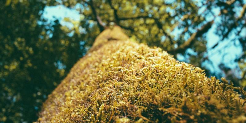 三多理念赋能乡村振兴：以综合信息与便民服务驱动产业融合发展