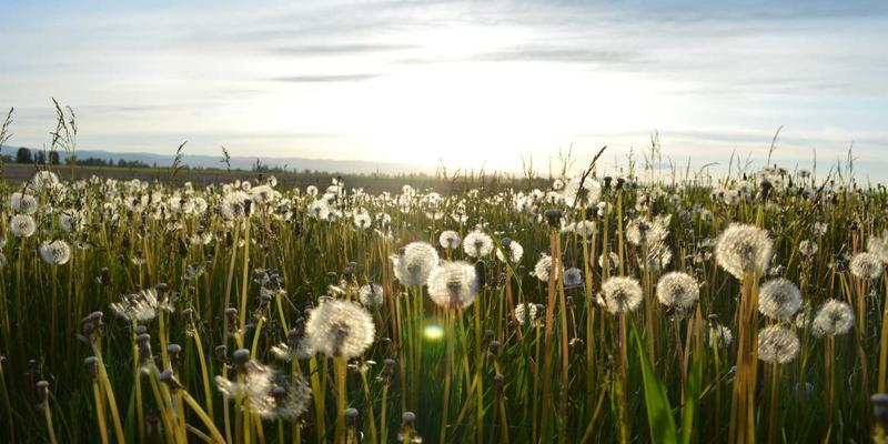 三多精神：驱动志愿服务与公益创新的核心力量——兼谈综合信息、便民服务与商务资讯的融合之道
